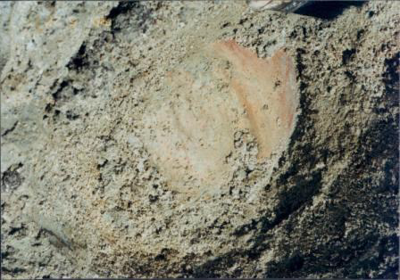 Mastodont Top of Femur Bone Exposed